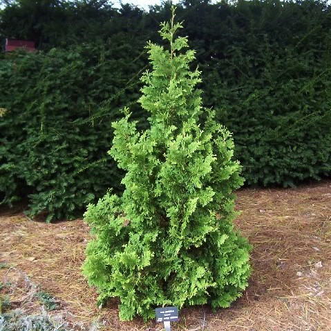 Туя західна Spiralis 4 річна, Туя західна Спиралис, Thuja occidentalis Spiralis