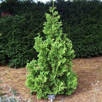 Туя західна Spiralis 4 річна, Туя західна Спиралис, Thuja occidentalis Spiralis, фото 1