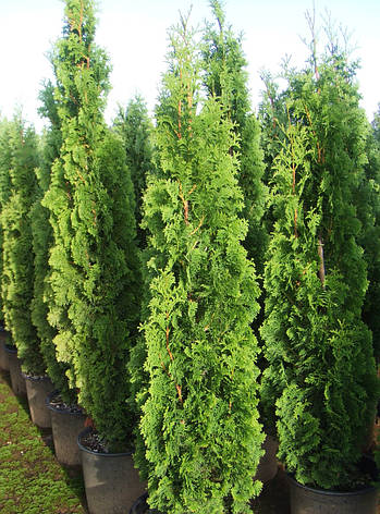 Туя західна Spiralis 4 річна, Туя західна Спиралис, Thuja occidentalis Spiralis, фото 3