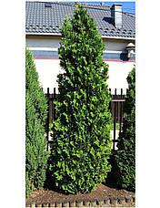 Туя західна Spiralis 4 річна, Туя західна Спиралис, Thuja occidentalis Spiralis, фото 4