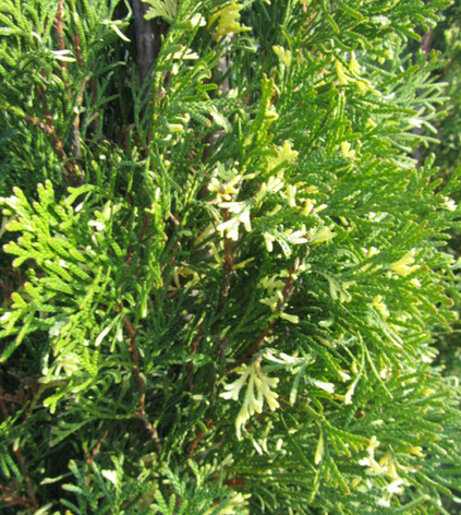 Туя західна Smaragd Variegata 4 річна, Туя західна Смарагд Варієгата, Thuja occidentalis Smaragd variegatа, фото 3