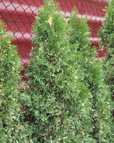 Туя західна Smaragd Variegata 4 річна, Туя західна Смарагд Варієгата, Thuja occidentalis Smaragd variegatа, фото 1
