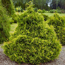 Туя західна Stolwijk 3 річна, Туя західна Столвик, Thuja occidentalis Stolwijk, фото 5
