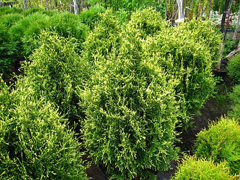 Туя західна Stolwijk 3 річна, Туя західна Столвик, Thuja occidentalis Stolwijk, фото 1
