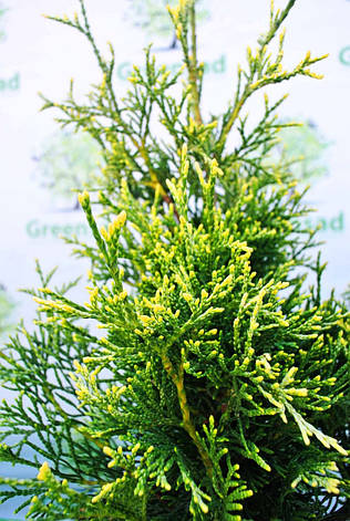 Туя західна Stolwijk 3 річна, Туя західна Столвик, Thuja occidentalis Stolwijk, фото 3