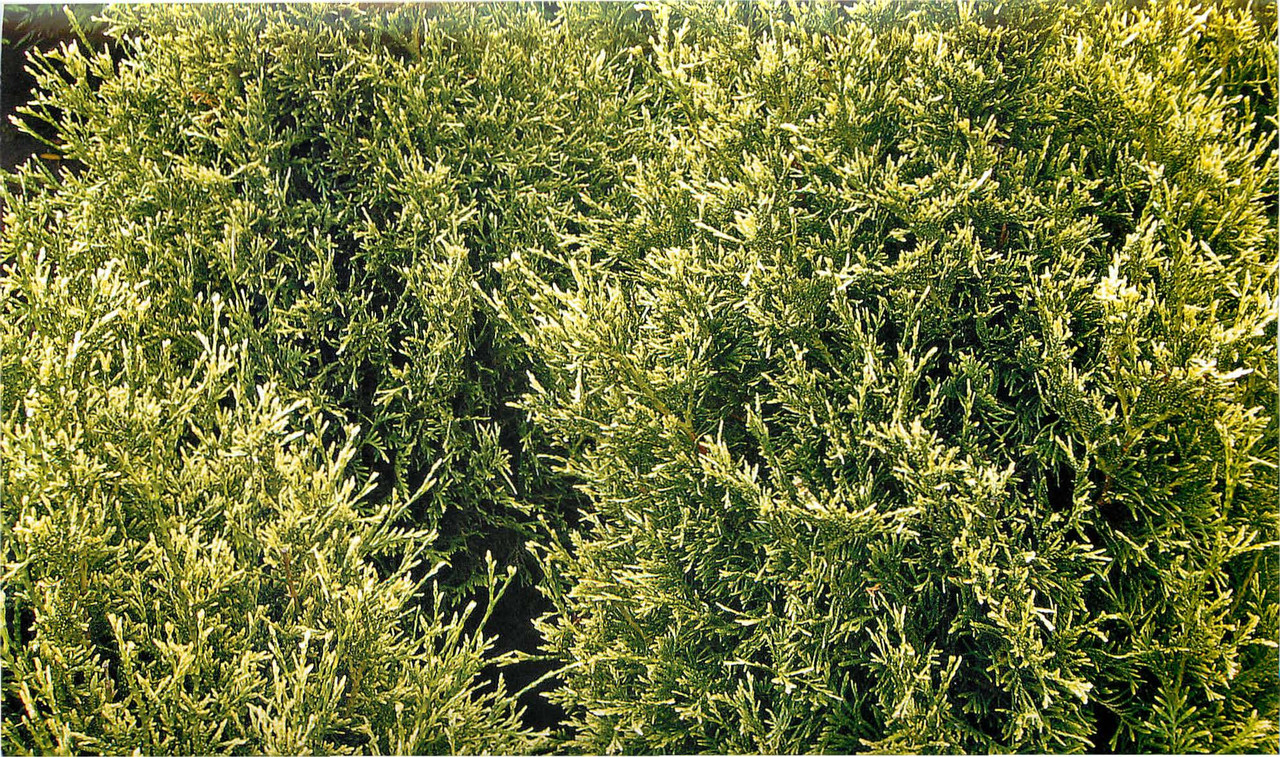 Туя західна Stolwijk 4 річна, Туя западная Столвик, Thuja occidentalis Stolwijk