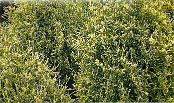 Туя західна Stolwijk 3 річна, Туя західна Столвик, Thuja occidentalis Stolwijk, фото 4