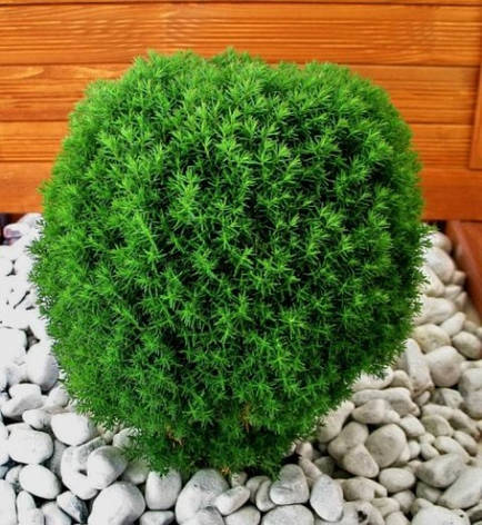 Туя західна Teddy 3 річна, Туя західна Тедді, Thuja occidentalis Teddy, фото 1