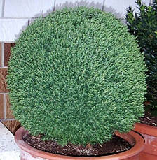 Туя західна Teddy 3 річна, Туя західна Тедді, Thuja occidentalis Teddy, фото 3