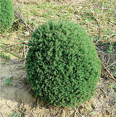Туя західна Teddy 3 річна, Туя західна Тедді, Thuja occidentalis Teddy, фото 5