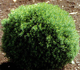 Туя західна Teddy 3 річна, Туя західна Тедді, Thuja occidentalis Teddy, фото 6