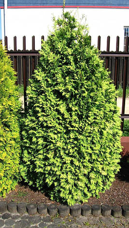 Туя західна Wareana Lutescens 3 річна, Туя західна Вареана Лютесценс, Thuja occidentalis Wareana Lutescens, фото 1