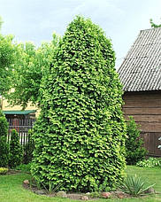 Туя західна Wareana Lutescens 3 річна, Туя західна Вареана Лютесценс, Thuja occidentalis Wareana Lutescens, фото 3