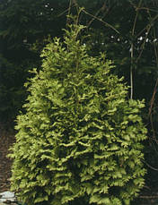 Туя західна Wareana Lutescens 3 річна, Туя західна Вареана Лютесценс, Thuja occidentalis Wareana Lutescens, фото 4