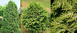 Туя західна Wareana Lutescens 3 річна, Туя західна Вареана Лютесценс, Thuja occidentalis Wareana Lutescens, фото 5