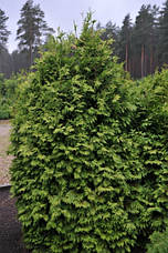 Туя західна Wareana Lutescens 3 річна, Туя західна Вареана Лютесценс, Thuja occidentalis Wareana Lutescens, фото 6