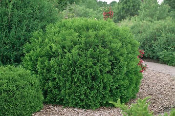 Туя західна Woodwardiі 3 річна, Туя західна Вудварди, Thuja occidentalis Woodwardii, фото 3