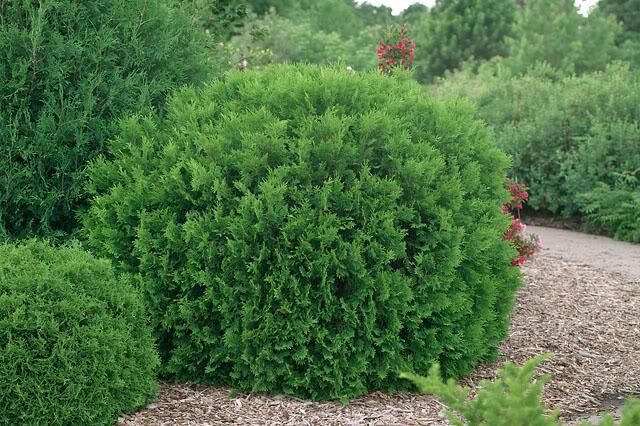 Туя західна Woodwardiі 3 річна, Туя западная Вудварди, Thuja occidentalis Woodwardii - фото 2 - id-p446914018