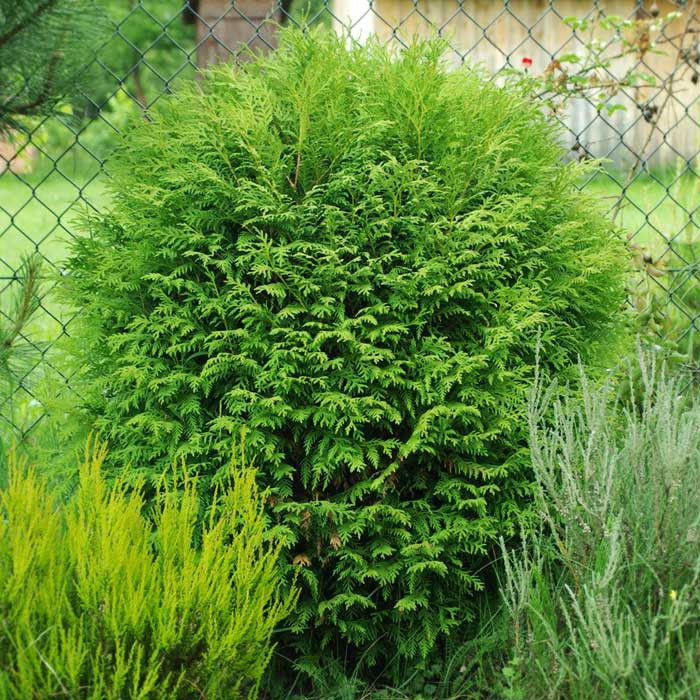 Туя західна Woodwardiі 3 річна, Туя западная Вудварди, Thuja occidentalis Woodwardii - фото 1 - id-p446914018