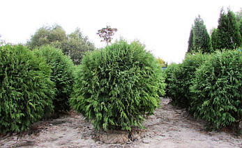 Туя західна Woodwardiі 3 річна, Туя західна Вудварди, Thuja occidentalis Woodwardii, фото 4