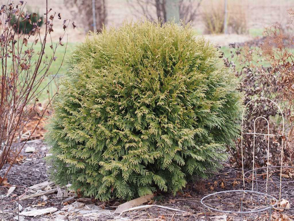 Туя західна Woodwardiі 3 річна, Туя западная Вудварди, Thuja occidentalis Woodwardii - фото 4 - id-p446914018