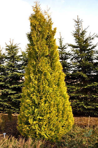 Туя західна Yellow Ribbon 3 річна, Туя західна Єллоу Ріббон, Thuja occidentalis Yellow Ribbon, фото 1