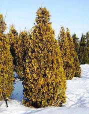 Туя західна Yellow Ribbon 3 річна, Туя західна Єллоу Ріббон, Thuja occidentalis Yellow Ribbon, фото 4