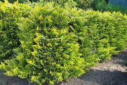 Туя західна Yellow Ribbon 3 річна, Туя західна Єллоу Ріббон, Thuja occidentalis Yellow Ribbon, фото 5