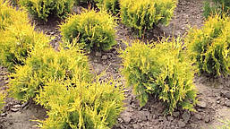 Туя західна Yellow Ribbon 3 річна, Туя західна Єллоу Ріббон, Thuja occidentalis Yellow Ribbon, фото 6