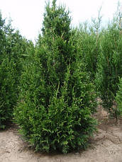 Туя складчаста Can-Can 3 річна, Туя складчаста Кан-Кан, Thuja plicata Can-Can, фото 3