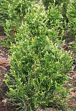 Туя складчаста Can-Can 3 річна, Туя складчаста Кан-Кан, Thuja plicata Can-Can, фото 4