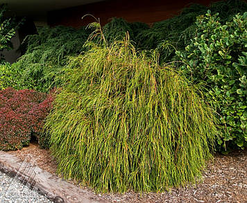 Туя складчаста Whipcord 2 річна, Туя складчаста Випкорд, Thuja plicata Whipcord, фото 3
