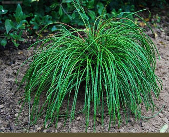Туя складчаста Whipcord 2 річна, Туя складчаста Випкорд, Thuja plicata Whipcord, фото 1