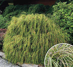 Туя складчаста Whipcord 2 річна, Туя складчаста Випкорд, Thuja plicata Whipcord, фото 4