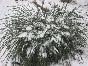 Туя складчаста Whipcord 2 річна, Туя складчаста Випкорд, Thuja plicata Whipcord, фото 5
