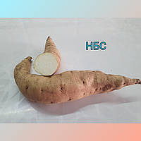 Сортовий батат для розсади сорт НБС із білою м'якотю 🍠🤍