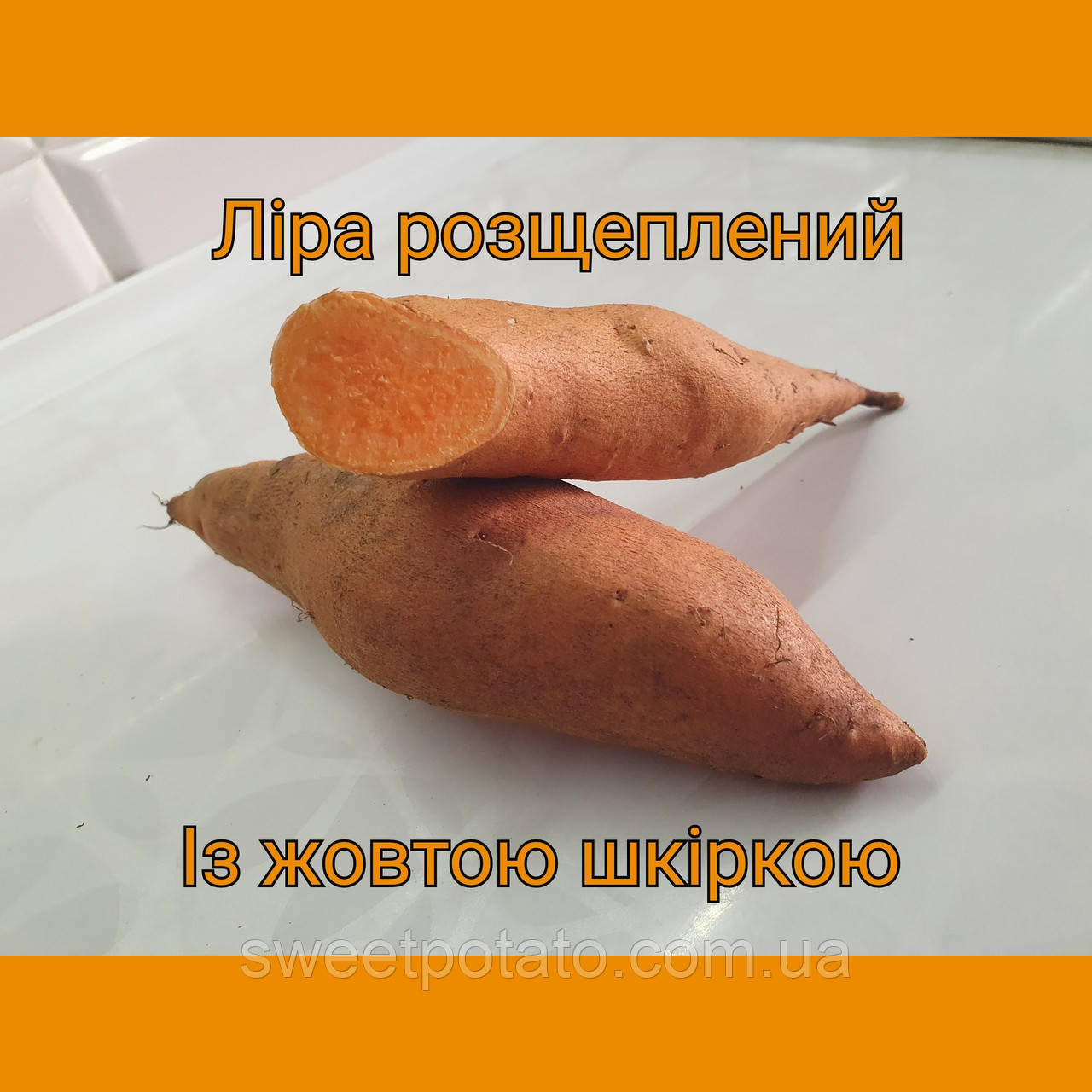 Сортовий батат для розсади сорт Ліра розщеплений 🍠💛, фото 1