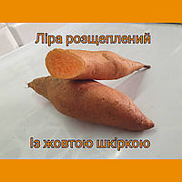 Сортовий батат для розсади сорт Ліра розщеплений 🍠💛