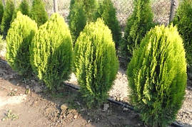 Туя східна Aurea Nana 3 річна, Туя східна Ауреа Нана, Thuja / Platycladus orientalis Aurea Nana, фото 3