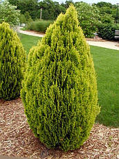 Туя східна Aurea Nana 3 річна, Туя східна Ауреа Нана, Thuja / Platycladus orientalis Aurea Nana, фото 4