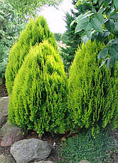 Туя східна Aurea Nana 3 річна, Туя східна Ауреа Нана, Thuja / Platycladus orientalis Aurea Nana, фото 5