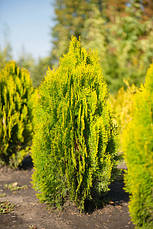 Туя східна Aurea Nana 3 річна, Туя східна Ауреа Нана, Thuja / Platycladus orientalis Aurea Nana, фото 6