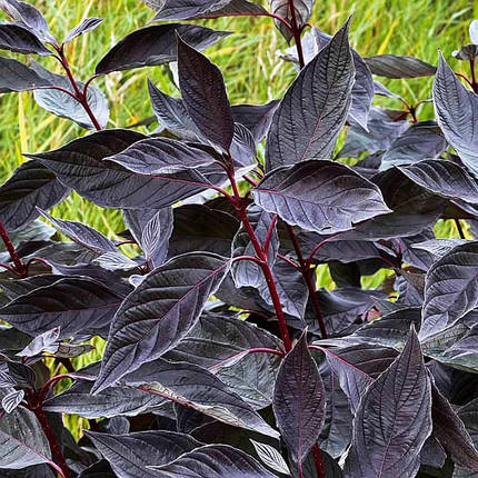 Дерен білий Найтфолл / С3 / Cornus alba Nightfall, фото 1