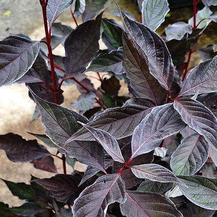 Дерен білий Найтфолл / С3 / Cornus alba Nightfall, фото 2