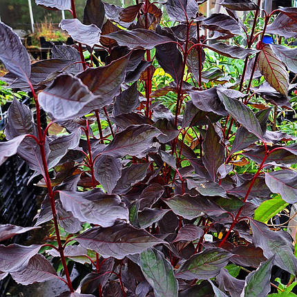 Дерен білий Найтфолл / С3 / Cornus alba Nightfall, фото 3