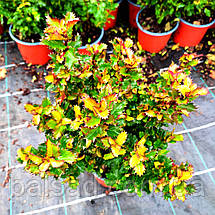 Падуб мезерва Літл Раскал / С2 / Ilex meserveae Little Rascal, фото 5