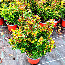 Падуб мезерва Літл Раскал / С2 / Ilex meserveae Little Rascal, фото 6