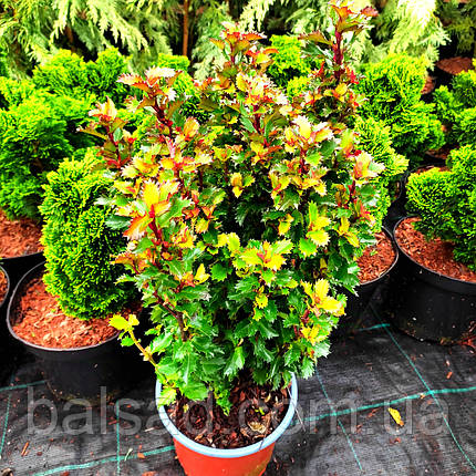 Падуб мезерва Літл Раскал / С2 / Ilex meserveae Little Rascal, фото 1