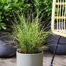 Міскантус китайський Літл Тайгер / Р12 / Miscanthus Little Tiger