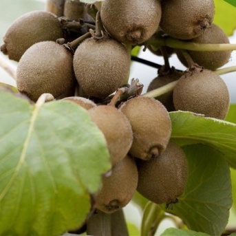 Актинідія делікатесна Атлас (чоловічий сорт)